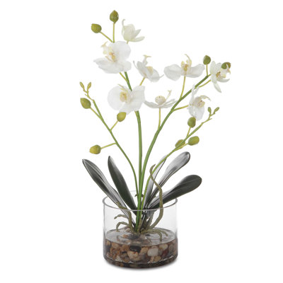  Glory Orchid