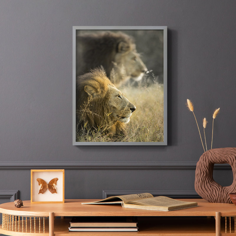 «Lions in Morning Sun», reproduction encadrée - bois massif, Gris, H 10 po x l 8 po
