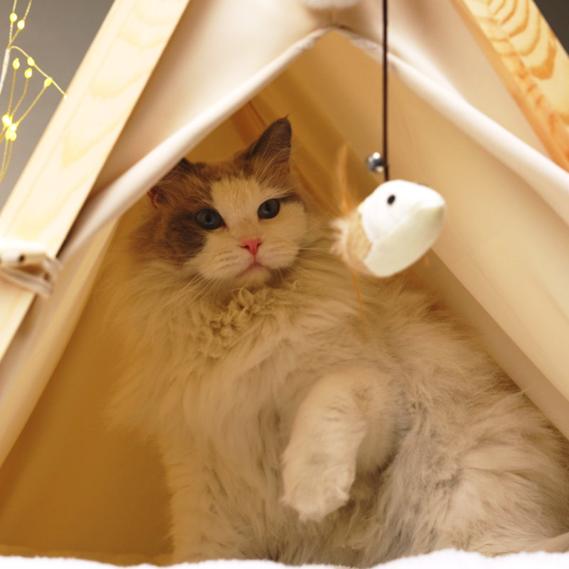 Lit pour chat Brylan, Beige