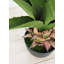 Agave vert artificiel en pot