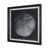 Oursin nature morte III