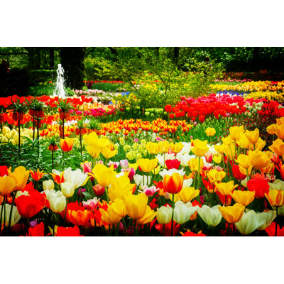 Nikkolaus " Tulip Flowerbed At Spring "