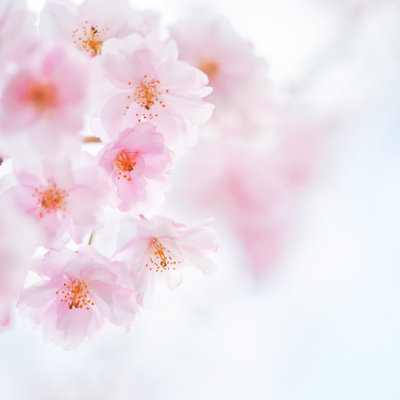 Cherry Blossom - Wrapped Canvas Print