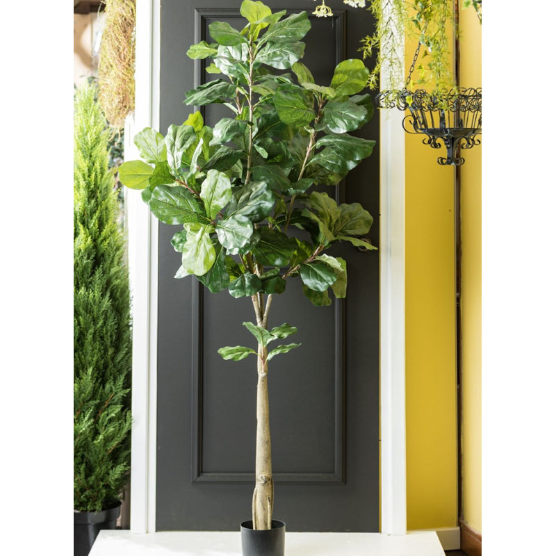 Arbre Edwad
