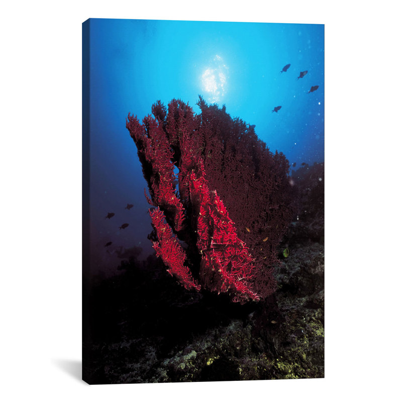 Marine et océan corail, reproduction de photo sur toile, H 90 po x l 60 po x P 1,5 po