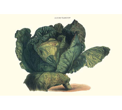 Cabbage - Graphic Art