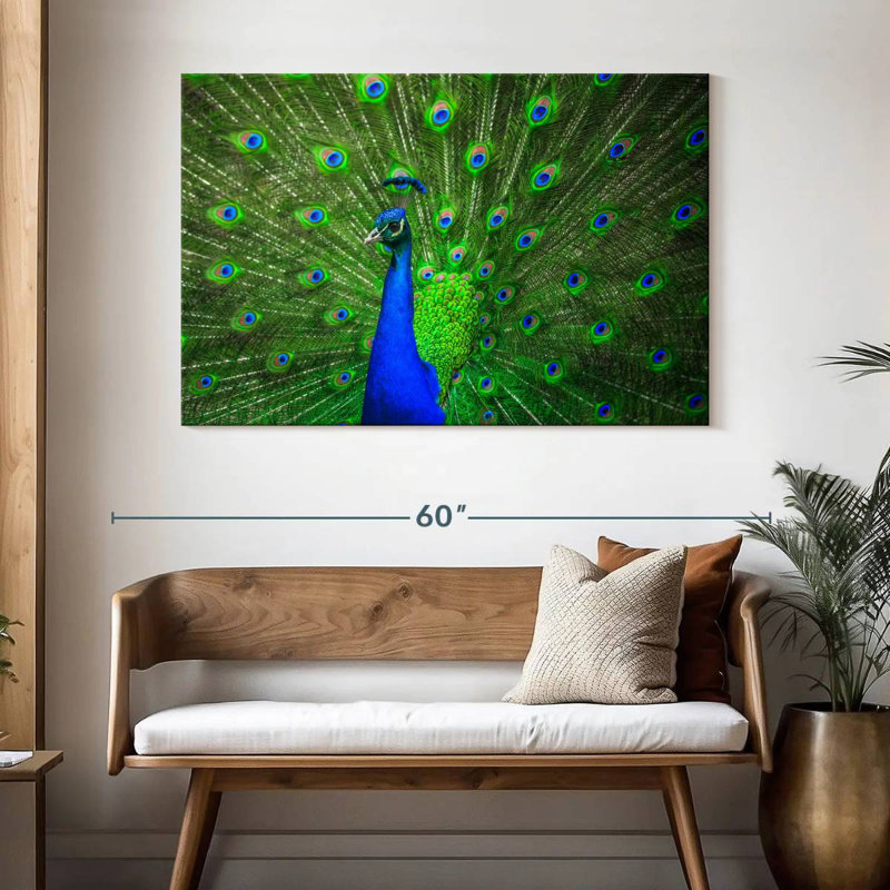 Brampt Dazzling Blue Peacock