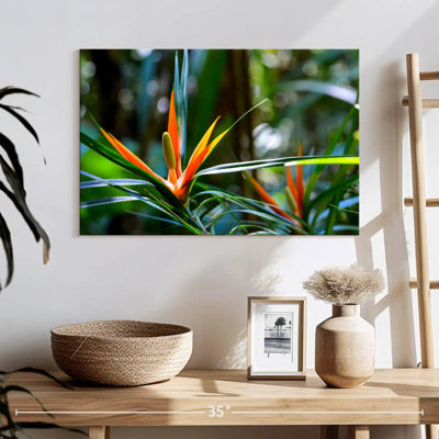 Harnek, oiseaux tropicaux du paradis