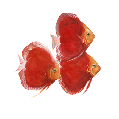 Poisson discus VI