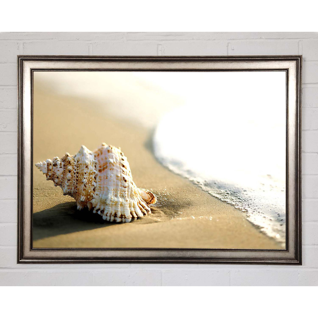 Gerahmtes Leinwandbild Whelk Shell On The Beach 2