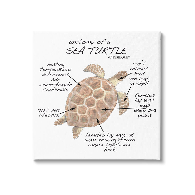 Sea Turtle Anatomy Chart Wood Frame Canvas Art, 24" x 24"