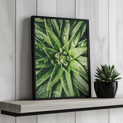 «Dew Drop Succulent» par Susan Ball, reproduction d'art
