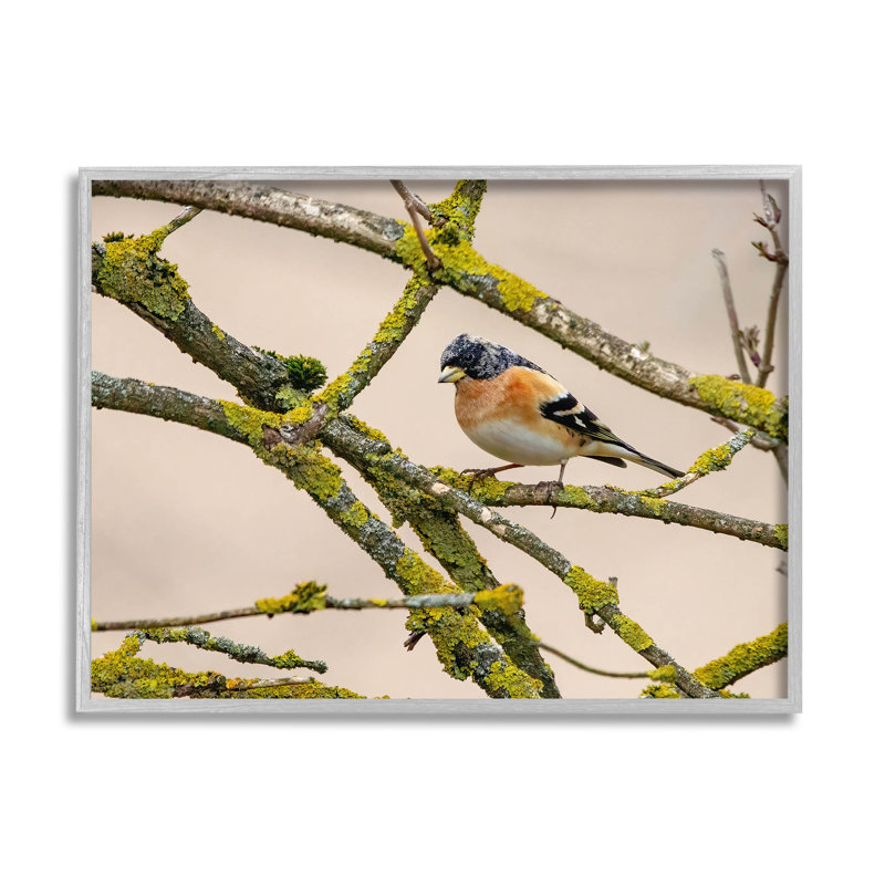 Oiseau orange, branche d'arbre moussu, estampe numérique par Lil 'Rue, H 16 po x l 20 po x P 1,5 po