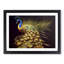 Illuminated Peacock - Single Picture Frame Painting-428805005-428805008