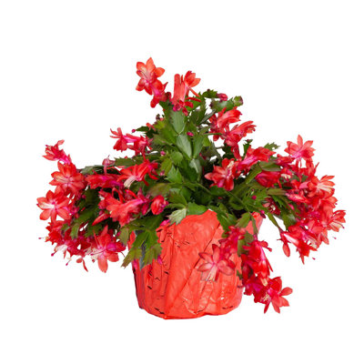 Christmas Cactus in Gold Planter