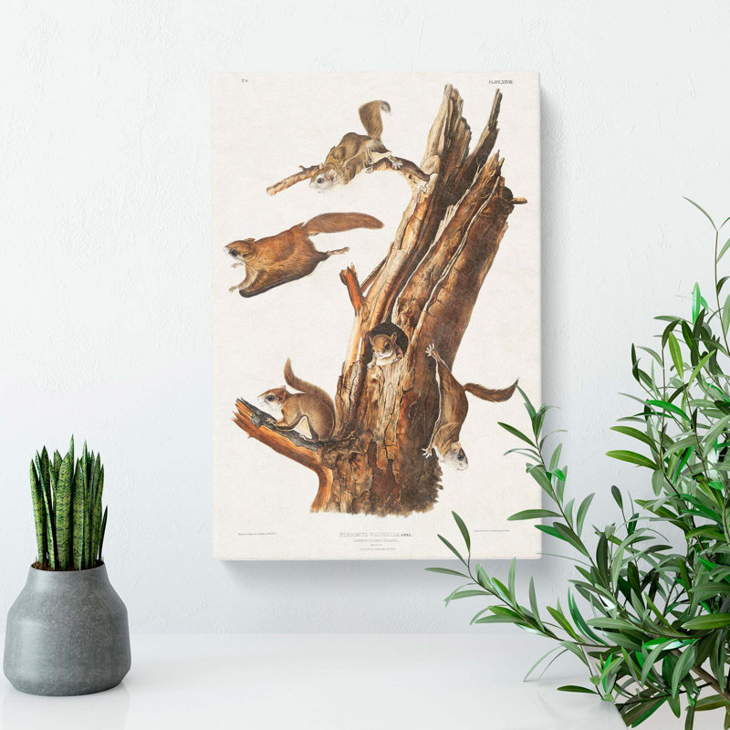 Flying Squirrels by J.W. Audubon - Wrapped Canvas, 50cm H x 35cm W x 3cm D