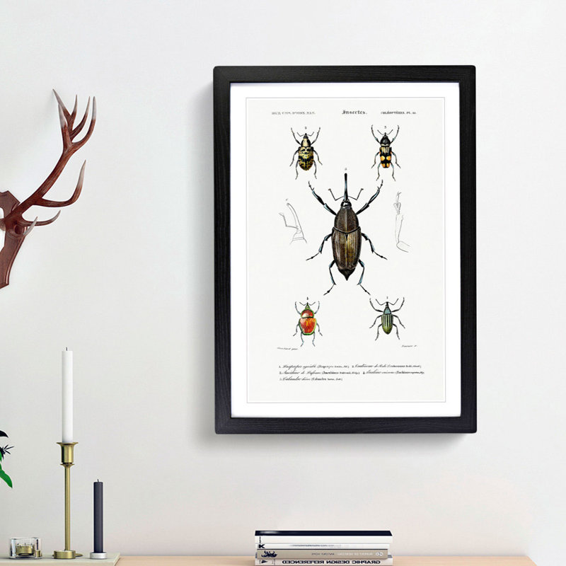 Weevil Beetle Illustrations by Charles DOrbigny - Framed Print, Black Framed, 65cm H x 48cm W x 2cm D