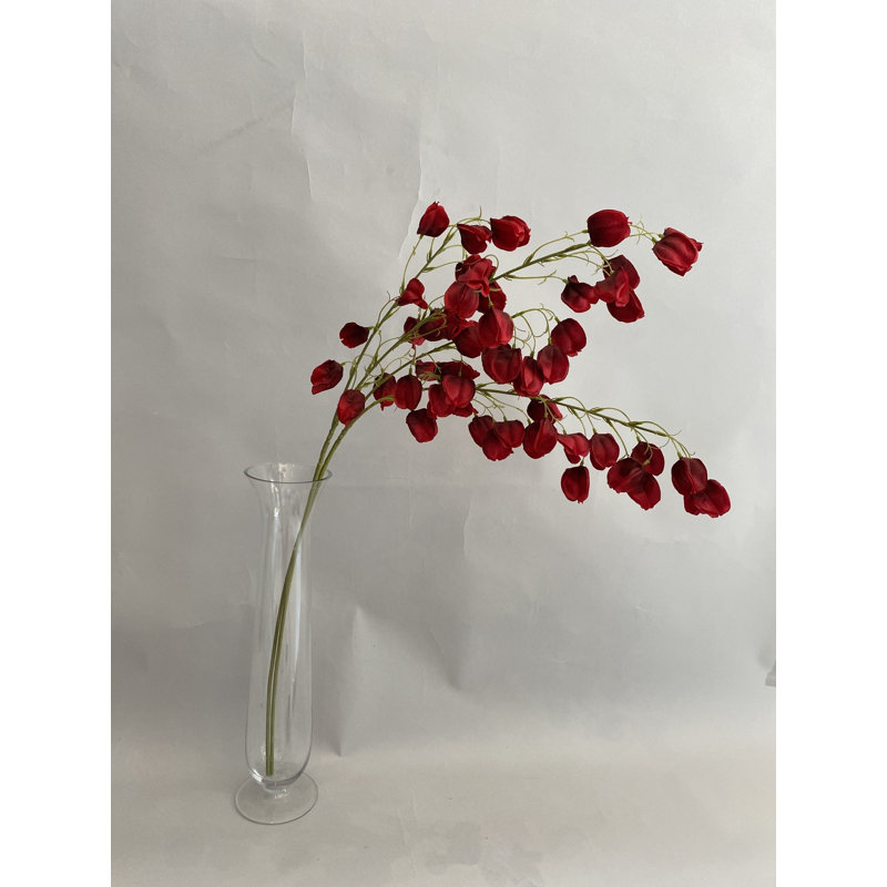 Groseille rouge du Cap