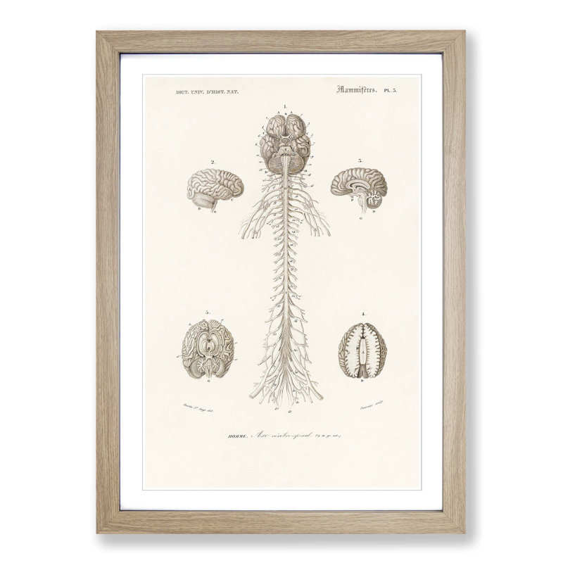 Human Brain Illustration by Charles d'Orbigny - Picture Frame Drawing Print, Oak Framed, 36cm H x 27cm W x 2cm D