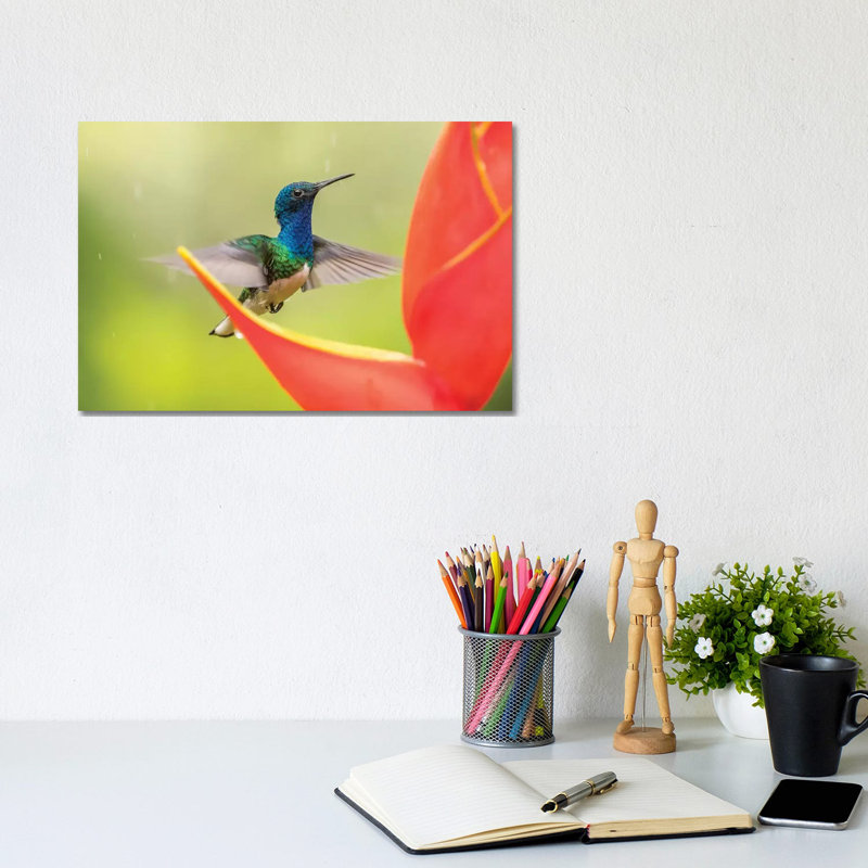 Costa Rica, Sarapique River Valley by Jaynes Gallery - Wrapped Canvas Gallery-Wrapped Canvas Giclée, 20.32 cm H x 30.48 cm W