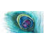 Peacock Feather Closeup Print On Canvas-98693942