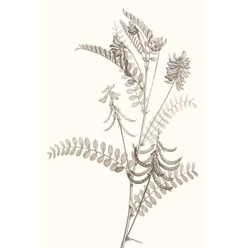 Neutral Botanical Study VII by Vision Studio - Painting Print, 30cm H x 20cm W, Wrapped Canvas