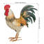 Buff Buffle Decor Med