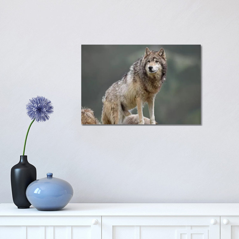 Grey Wolf, North America I by Tim Fitzharris - Wrapped Canvas Print, 30.48 cm H x 45.72 cm W
