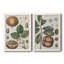 Exotic Botanique II, reproduction encadrée de qualité supérieure - prête à être accrochée-1806791704-1806791776-1806892960
