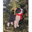 Arcadia Home Boston Terrier Hand-Knit Ornament