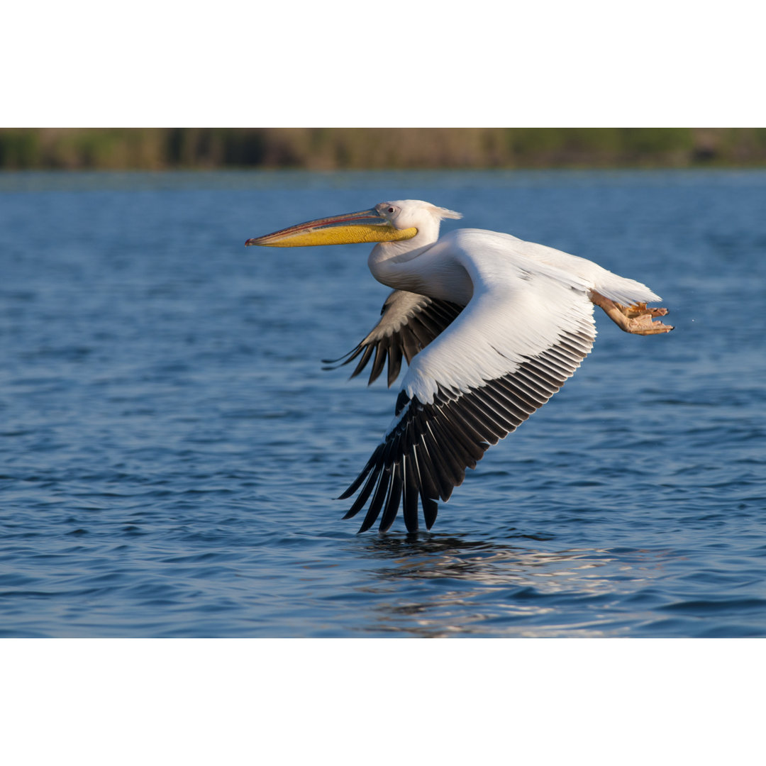 Leinwandbild White Pelican