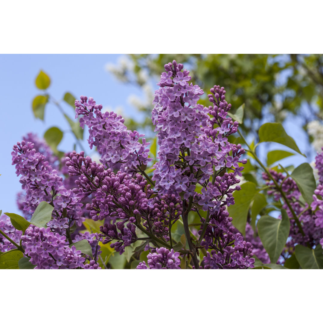 Syringa Vulgaris von Ph - Kunstdrucke auf Leinwand