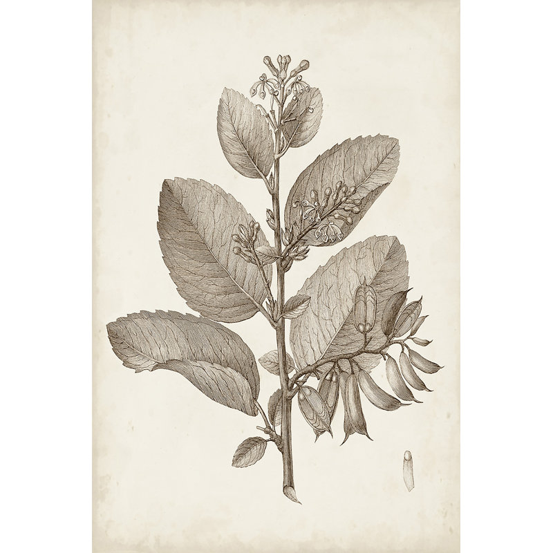 Antique Sepia Botanicals V - Art Print, Black Floater Framed, 30 cm H x 20 cm W