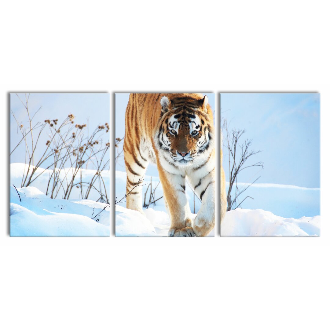 3-tlg. Leinwandbilder-Set Proud Tiger in Snow