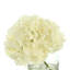 Hydrangea in Vase
