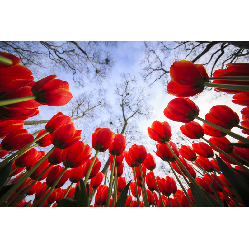 Tulips - Wrapped Canvas Print, 61cm H x 91cm W