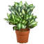The Holiday Aisle®, plante hôte artificielle-275941827