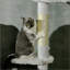 Arbre à chat du sol au plafond avec poteaux à griffer, hauteur réglable de 88,5 po à 100,5 po, tour d'escalade pour chat avec plateformes en forme de nuage, boules de jouet, dispositif anti-arrachement-973150063