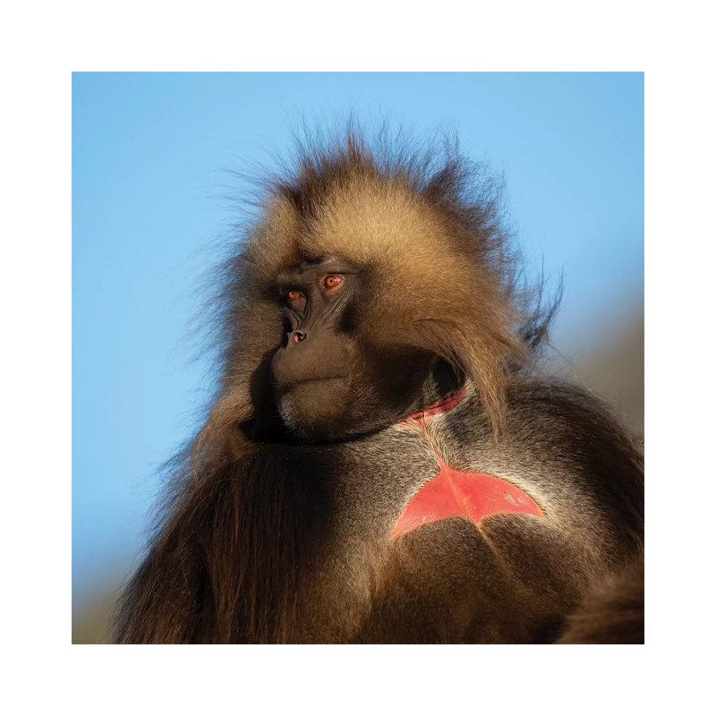 Gelada Bleeding Heart Ethiopia by Mogens Trolle - Wrapped Canvas Print, 30.48 cm H x 30.48 cm W
