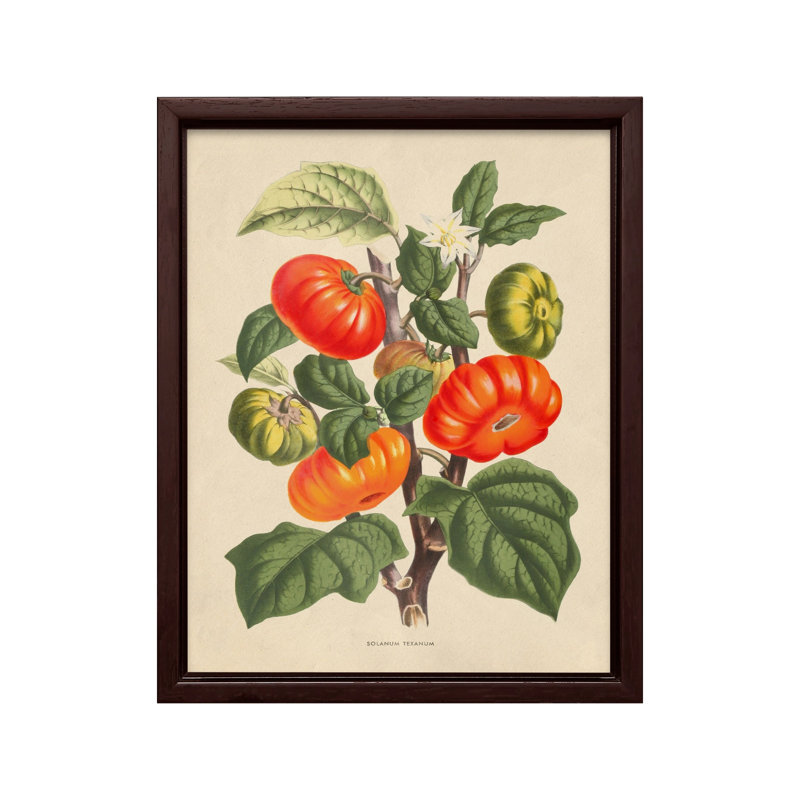 Fleurs des serres - Solanum Texanum, Canvas, Brown Framed, 11"H x 14"W