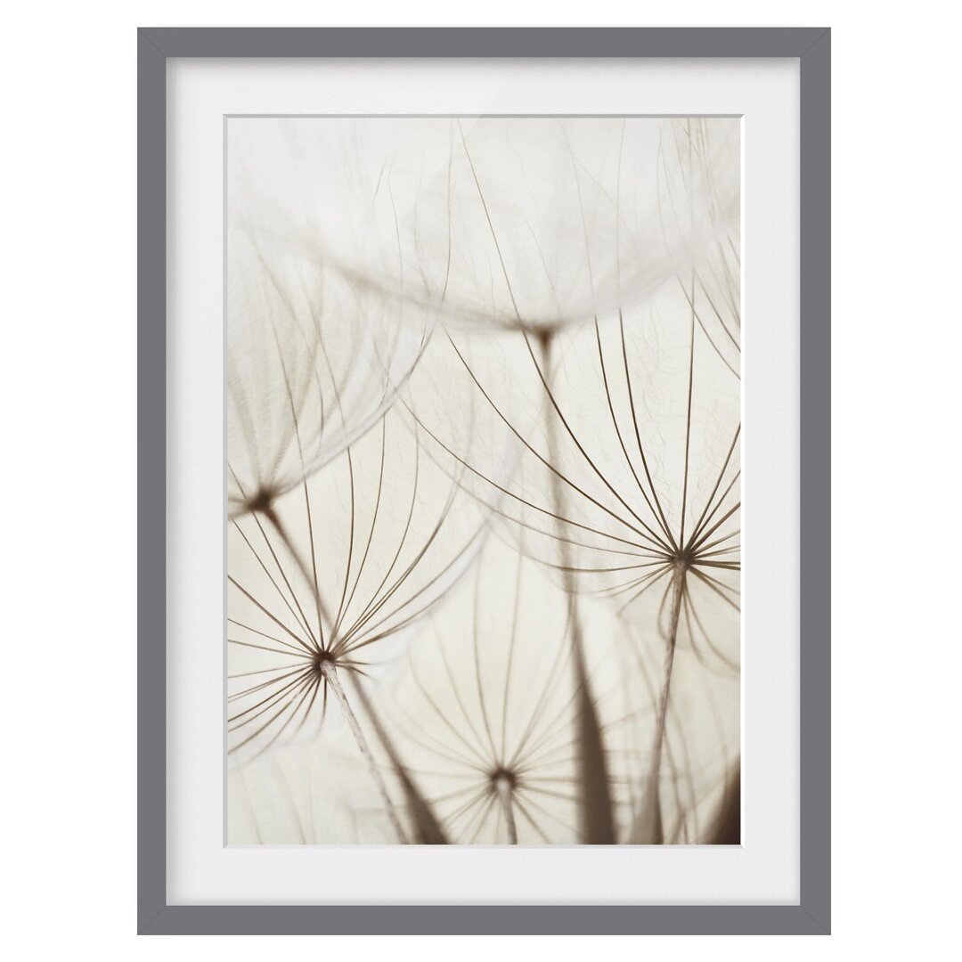 Gerahmtes Poster Soft Grasses