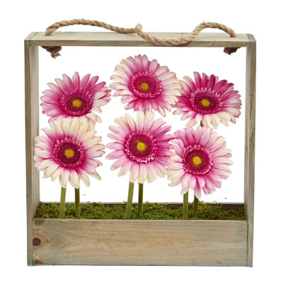 Marguerite dans un panier Gerber August Grove®