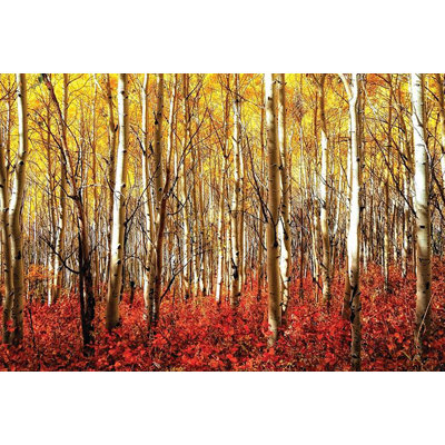" Red Aspen Grove Birch Trees Forrest 36X24 Photograph Art Print Poster "