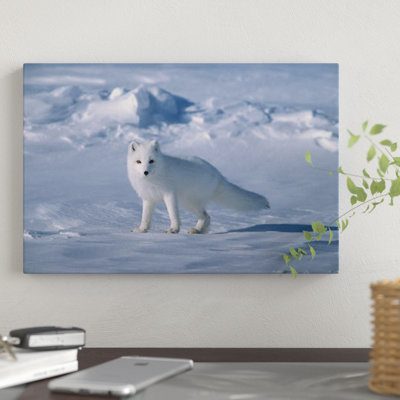 Renard arctique au printemps, versant nord, Alaska par Yva Momatiuk et John Eastcott - reproduction sur toile
