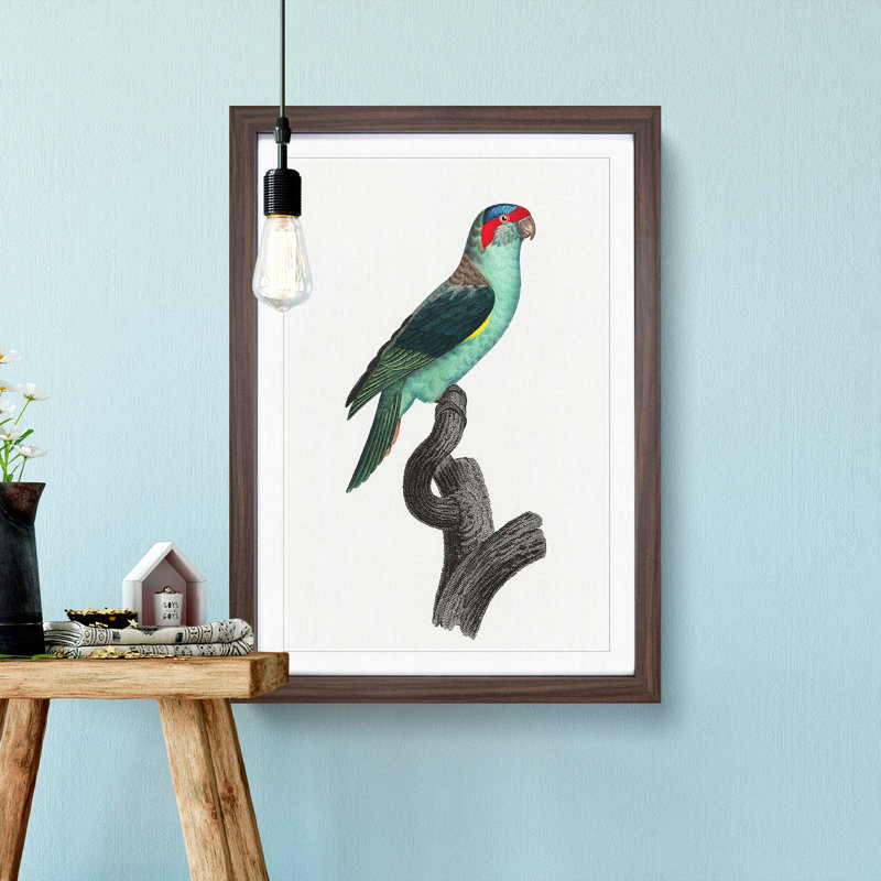 A Musk Lorikeet by F. Levaillant - Framed Print, 63cm H x 45cm W x 2cm D, Walnut Framed