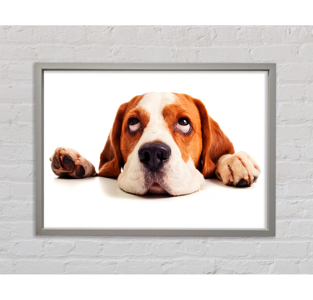 Fauler Basset Hound Hund - Druck