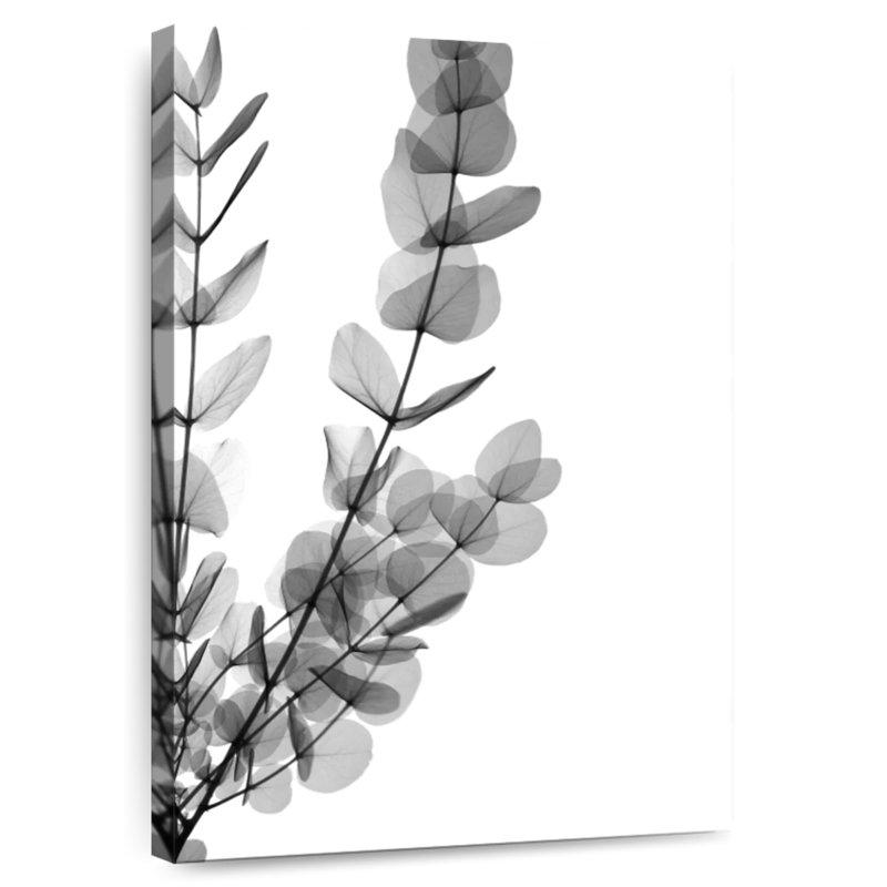Harnek Noir Eucalyptus Leaves, 36" H x 24" W