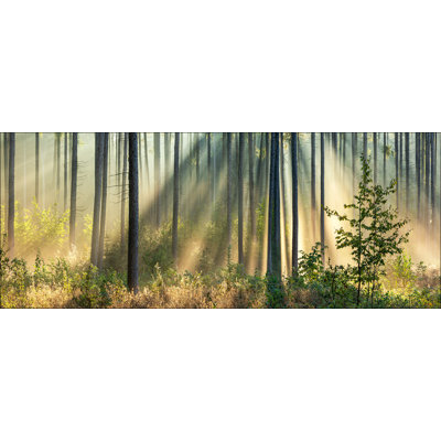 Light-Flooded Forest I GLA2565 - No Frame Print on Glass