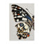 Toile «Butterfly» par Melissa Wang-838209158