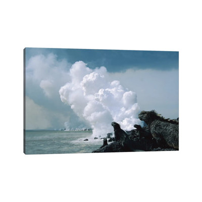 Group Of Marine Iguanas With Lava Flow Entering Sea, Cape Hammond, Fernandina Island, Galapagos Islands, Ecuador by Tui De Roy - Wrapped Canvas Print